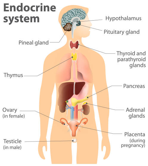 What is the purpose of the endocrine system?