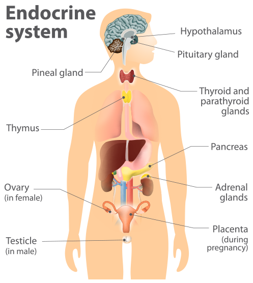 Labeled diagram of the endocrine system